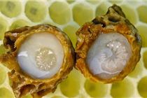 Cách làm đẹp da bằng sữa ong chúa Cách làm đẹp da bằng sữa ong chúa