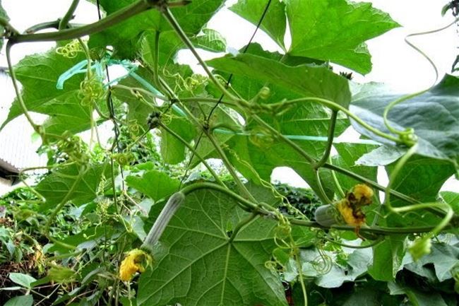 Cách trị mụn trứng cá từ thiên nhiên với lá mướp non Cách trị mụn trứng cá từ thiên nhiên với lá mướp non