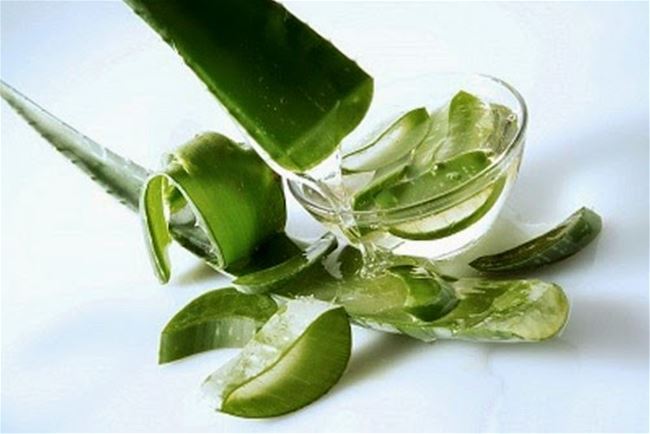 Đắp mặt nạ trị mụn bằng nha đam Đắp mặt nạ trị mụn bằng nha đam