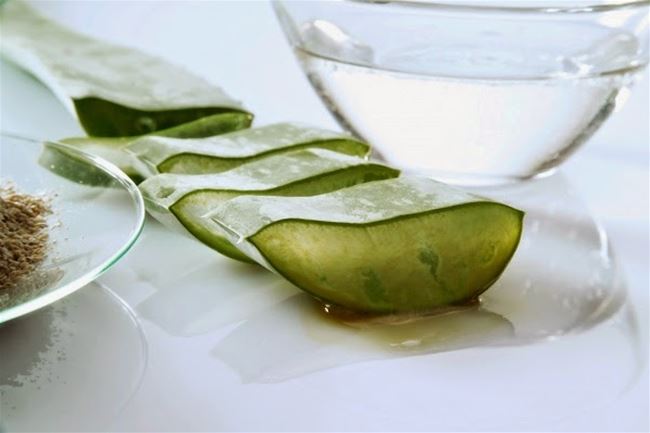 Trị mụn trứng cá từ lá lô hội Trị mụn trứng cá từ lá lô hội