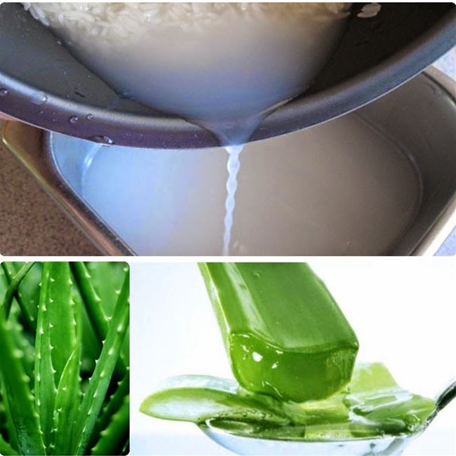 Trị mụn trứng cá từ lá lô hội và nước gạo Trị mụn trứng cá từ lá lô hội và nước gạo